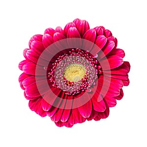 Beautiful pink red gerbera flower isolated on white background