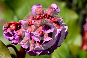 Beautiful pink and red heart bergenia flower in summer sunshine macro