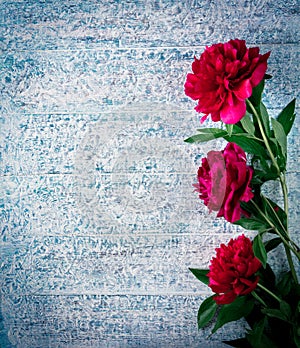 Beautiful pink red marsala peony flowers on frozen wooden table with copy space for your text top view and flat lay style.