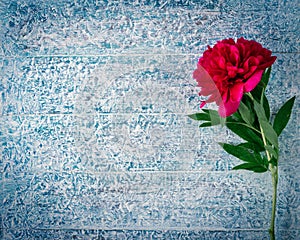 Beautiful pink red marsala peony flowers on frozen wooden table with copy space for your text top view and flat lay style.