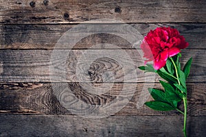 Beautiful pink red marsala peony flowers on rustic wooden table with copy space for your text top view and flat lay style.