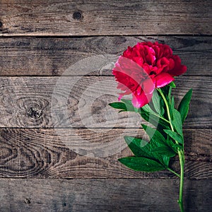 Beautiful pink red marsala peony flowers on rustic wooden table with copy space for your text top view and flat lay style.