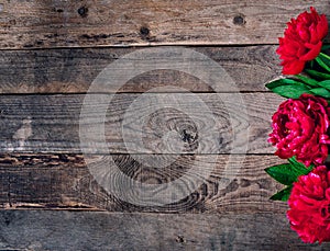 Beautiful pink red marsala peony flowers on rustic wooden table with copy space for your text top view and flat lay style.