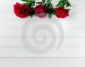 Beautiful pink red marsala peony flowers on white rustic wooden table with copy space for your text top view and flat lay style.