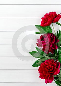Beautiful pink red marsala peony flowers on white rustic wooden table with copy space for your text top view and flat lay style.