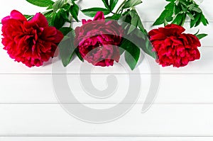 Beautiful pink red marsala peony flowers on white rustic wooden table with copy space for your text top view and flat lay style.