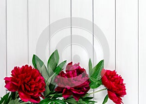 Beautiful pink red marsala peony flowers on white rustic wooden table with copy space for your text top view and flat lay style.