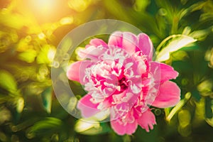 Beautiful pink red peony flower in bloom