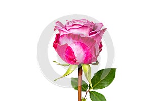 Beautiful pink red rose with stem isolated on white background