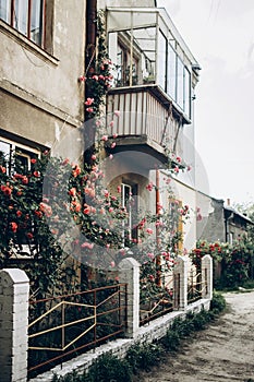 beautiful pink and red roses on white fence at old house in street countryside. provence. floral alley. springtime. space for text