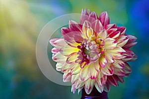 Beautiful pink, red and yellow Dahlia flower closeup