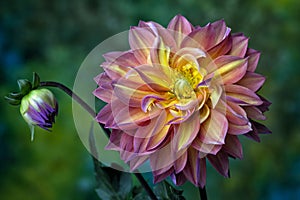 Beautiful pink, red and yellow Dahlia