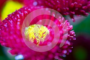 Beautiful Pink Reddish Flower With Yellow Center Or Pistil