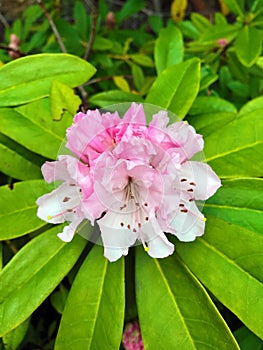 Beautiful pink rhododendron
