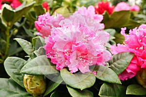 Beautiful pink Rhododendron blossoms