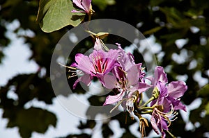 Beautiful pink rhododendron Encore Azalea flower