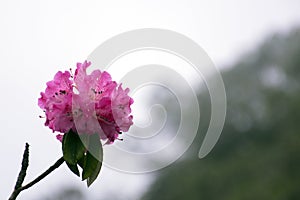 A beautiful Pink Rhododendron Flower in Eastern Himalaya
