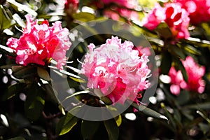 Beautiful pink Rhododendron flower in the garden.