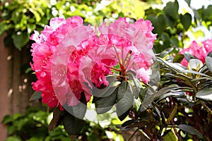 Beautiful pink Rhododendron flower in the garden.
