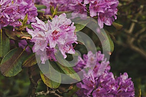 Beautiful pink rhododendron flowers 1536.