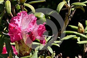 Beautiful pink Rhododendron flowers in full blossom