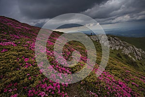 Beautiful pink rhododendron flowers on summer in Ciucas Mountain