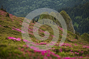 Beautiful pink rhododendron flowers on summer in Ciucas Mountain