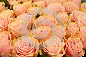 Beautiful pink rosas in flower shop.
