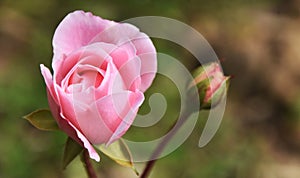 A beautiful pink Rose