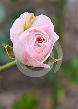A beautiful pink Rose
