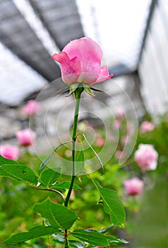 Beautiful pink rose.