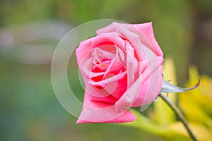 Beautiful Pink rose