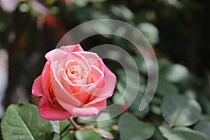 Beautiful pink rose in agarden