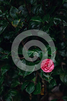 Beautiful pink rose on a background of green foliage