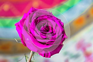Beautiful pink rose on the background of a multicolored fabric