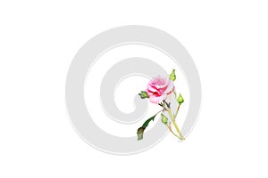 Beautiful Pink rose blooming and bud flower isolated on white background