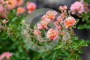 Beautiful pink rose blooming in summer garden