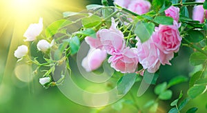 Beautiful pink Rose blooming in summer garden. Roses flowers growing outdoors, nature, blossoming flower art design background