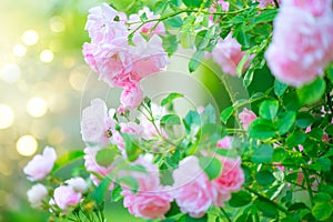 Beautiful pink Rose blooming in summer garden. Roses flowers growing outdoors, nature, blossoming flower art design background