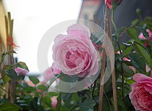 Beautiful pink rose blooms in the nursery garden.