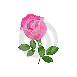 beautiful pink rose blossom isolated on white background symbol of love decoration element nature concept