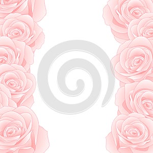 Beautiful Pink Rose Border - Rosa isolated on White Background. Valentine Day. Vector Illustration