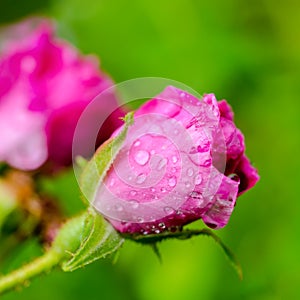 beautiful pink rose bud with rain drops on green background, closeup