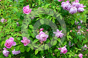 Beautiful pink rose bush