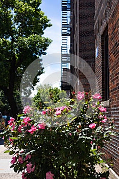 Beautiful Pink Rose Bush during Spring next to an Old Brick Apartment Building in Astoria Queens New York