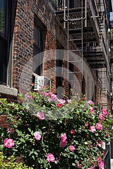 Beautiful Pink Rose Bush during Spring next to an Old Brick Apartment Building with Fire Escapes in Astoria Queens New York