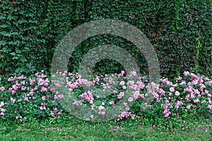 Beautiful pink rose bushes in full bloom with a green ivy wall in the background