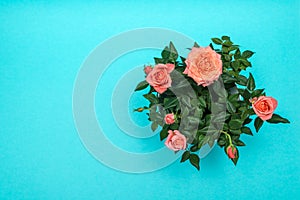 Beautiful pink rose on cian background photo