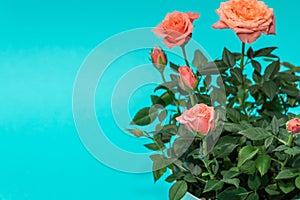 Beautiful pink rose on cian background photo