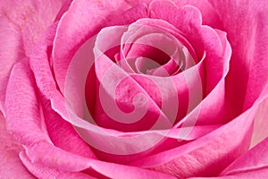 Beautiful pink Rose close up